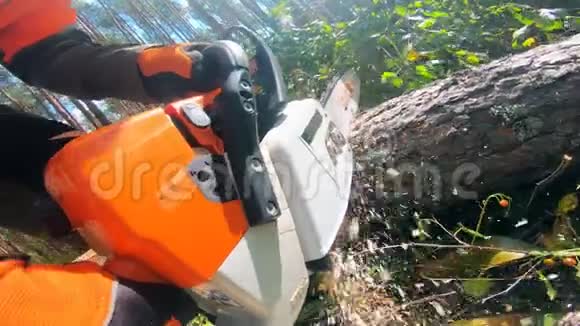 木树干用电锯锯开视频的预览图
