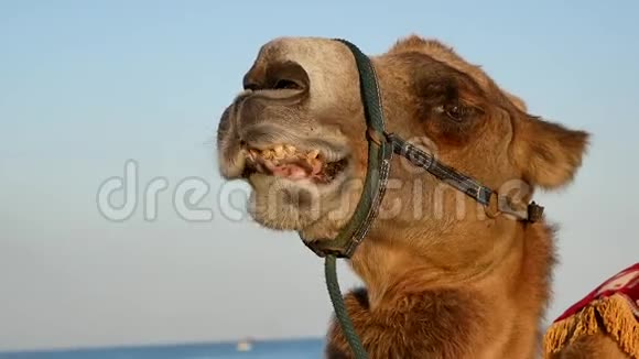 骆驼的肖像近距离拍摄视频的预览图