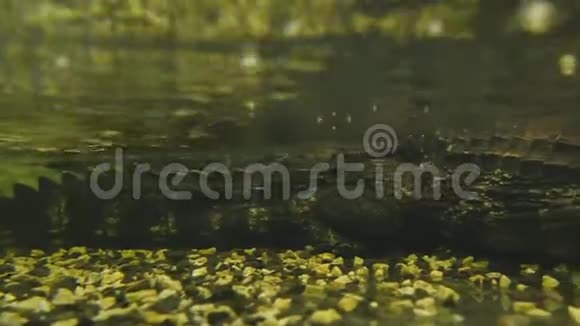 一只光滑的猫或一只小鳄鱼在池塘里游泳等待生物视频的预览图