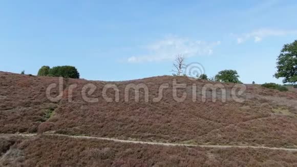 4k空中视频飞越山上俯下身子露出后面的景色上面有紫色的石林和死亡树视频的预览图