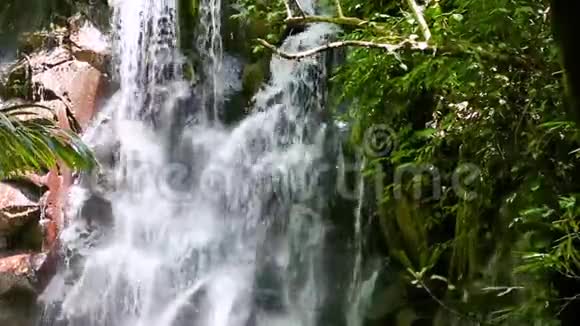 从瀑布的水中观看因为它掉进了一个自然的游泳池周围郁郁葱葱的热带雨林视频的预览图