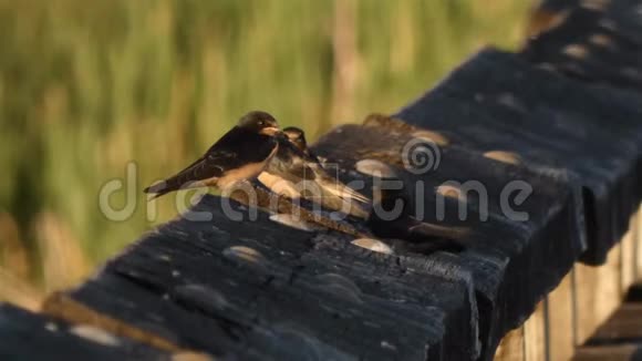 燕子坐在湿地草地附近的一道厚厚的木栏杆上视频的预览图