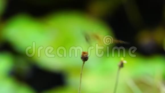 蝴蝶昆虫栖息在干草花的树桩上视频的预览图