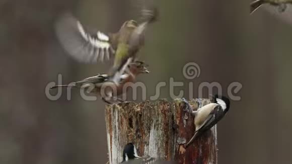 在阿伯纳西的森林里煤塔佩里帕鲁斯夏芬奇弗林吉拉科莱布斯飞到一根木柱上吃种子视频的预览图