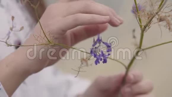 捧着野花的年轻女子的特写双手那个女孩抚摸着紫罗兰花与自然的联系视频的预览图