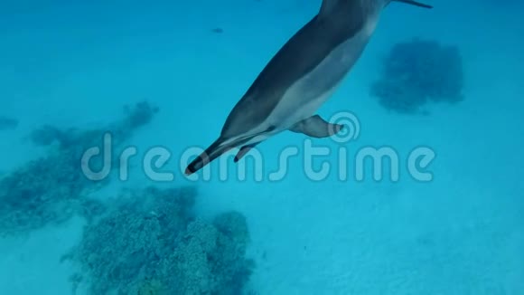 慢动作妈妈模糊了小海豚在蓝水中的水面下游泳视频的预览图