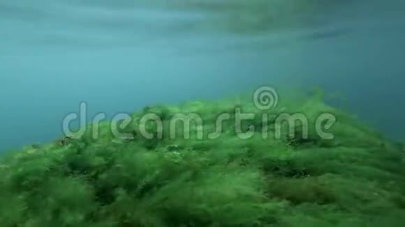 水下景观与绿藻杂藻和水面反射藻类视频的预览图