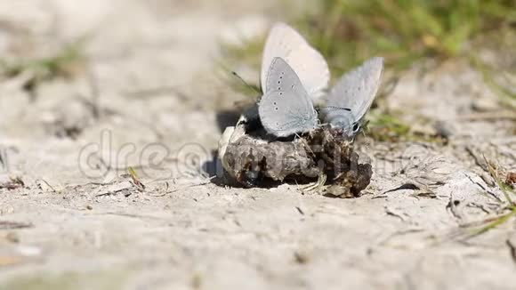 罕见的小蓝蝶丘比特最小喂食动物粪便在地上视频的预览图