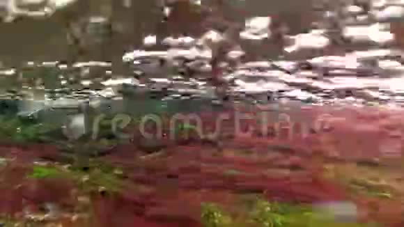 红绿藻在湍流中迎面而来的水流向浅水下视野视频的预览图