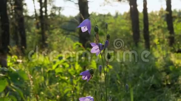 美丽的紫色哈里贝尔开花坎帕努拉圆形明尼苏达森林本地野花特写片段视频的预览图
