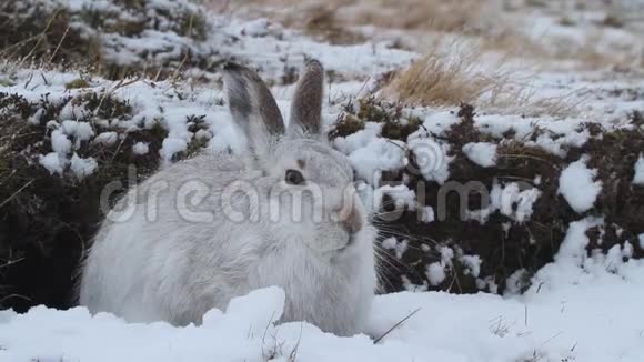一只壮丽的山兔莱珀斯胆小穿着冬天的白色外套在苏格兰山的雪高视频的预览图