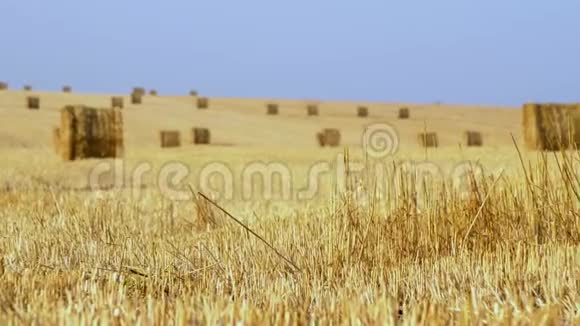 大的农田背景上点缀着金色的干草4K视频的预览图