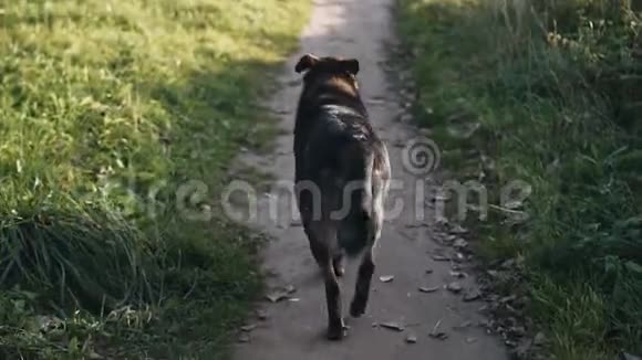 狗晚上在公园里散步美丽的阳光无家可归的动物视频的预览图