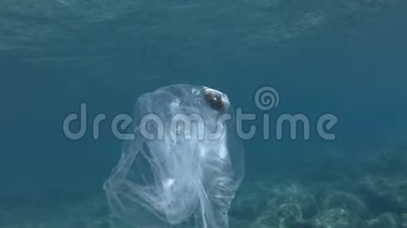 塑料污染河豚死亡击中被困塑料袋废弃的透明塑料袋里面漂浮着死鱼视频的预览图