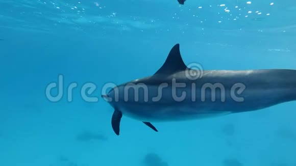 海豚在蓝水中在水面下非常亲密地游泳慢动作特写水下射击视频的预览图