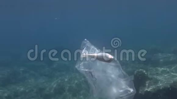 塑料污染河豚死亡击中被困塑料袋废弃的透明塑料袋里面漂浮着死鱼视频的预览图