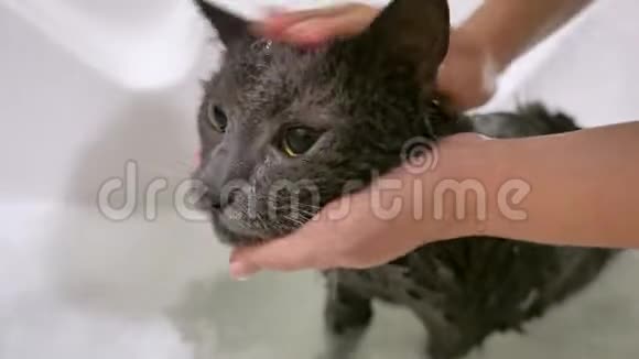 在浴室里洗澡的灰猫视频的预览图