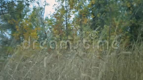 林中长草干视频的预览图