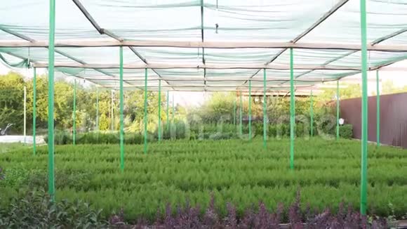 室外植物苗圃许多盆栽小观赏植物在水培系统下视频的预览图