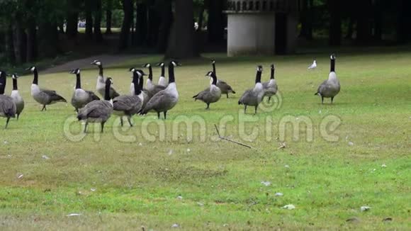 许多灰雁站在草地上的公园里视频的预览图