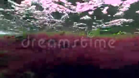红藻和绿藻在湍流中向浅流视频的预览图