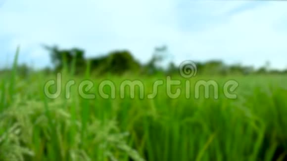 关闭稻田在风中轻轻吹动的镜头视频的预览图