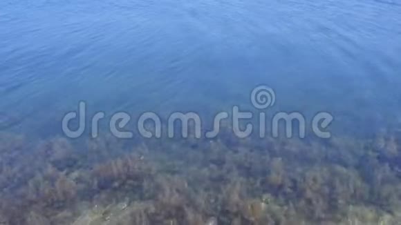 浅海海底有海藻的珊瑚礁视频的预览图