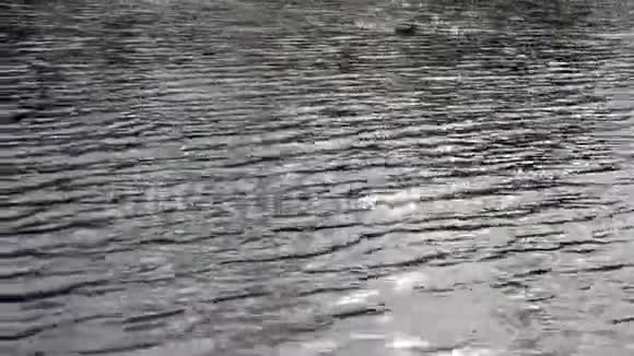 鸭子在明亮的阳光下漂浮在湖面上视频的预览图