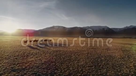 马在草地上自由奔跑白雪皑皑的山峦背景视频的预览图