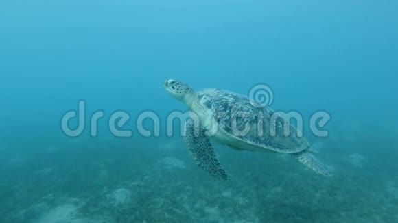 慢动作大海龟在碧蓝的海水中慢慢游过海底长满了水草绿海龟视频的预览图