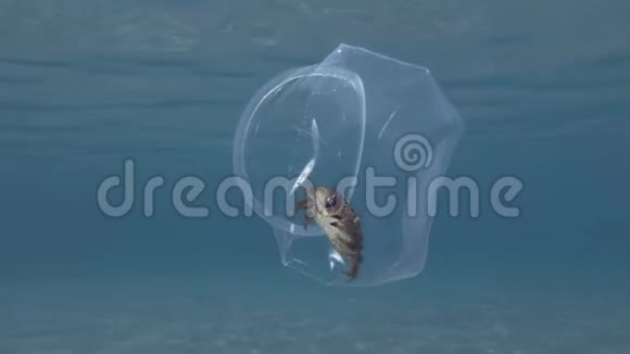 塑料污染螃蟹在一个塑料杯内慢慢地漂浮在阳光下的蓝色水面下视频的预览图