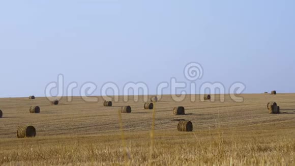 金色的干草在蓝天上收获后秋季麦田4K视频的预览图