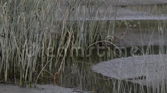 中国呼伦贝尔草原的穆齐格勒河谷视频的预览图