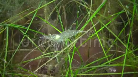 藏在泽塞塔海草里的草虾视频的预览图