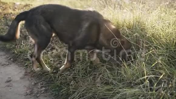 酷狗在傍晚的阳光下在草地上散步很漂亮的动物视频的预览图