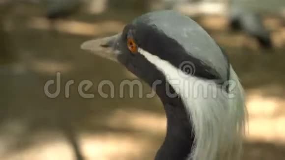 城市动物园里的鸟视频的预览图