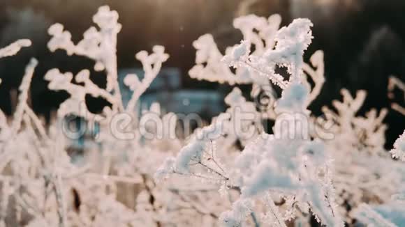 枯冻的枝干冬日的雪雪中的阳光刺眼的美景视频的预览图