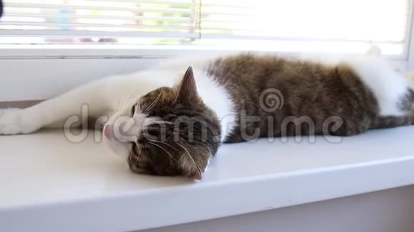 有趣的猫躺在窗台上环顾四周视频的预览图