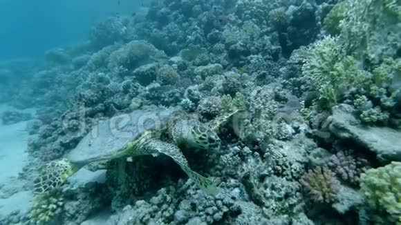 慢动作海龟坐在珊瑚礁上吃软珊瑚鹭海龟或鹭视频的预览图