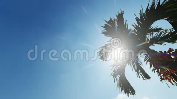 抽象阳光照耀的棕榈叶为壁纸设计夏季热带树叶抽象模式夏季假期视频的预览图