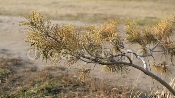 干燥的云杉枝在沙漠的地方在风中摇曳有选择的焦点户外视频的预览图