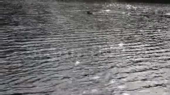 鸭子在明亮的阳光下漂浮在湖面上视频的预览图