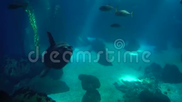 大太阳鱼在海洋的绿松石水域游泳视频的预览图
