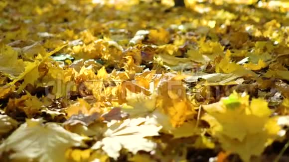 镜头移过秋叶在阳光下躺在地上复制空间视频的预览图