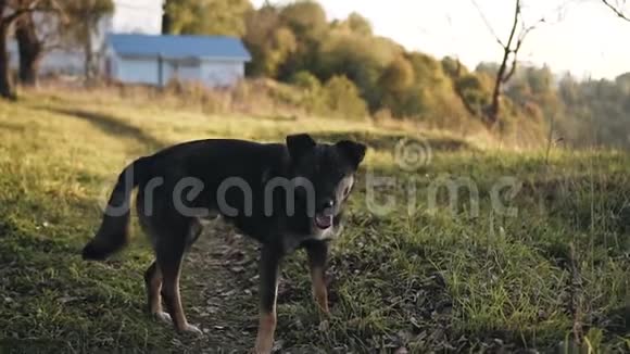 一只漂亮的狗以一种美丽的外表看着相机晚上和狗一起散步视频的预览图
