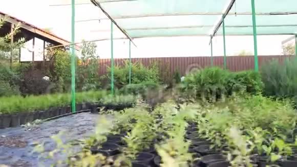 塔贾小盆中的观赏灌木和针叶树可再生自然资源农场视频的预览图