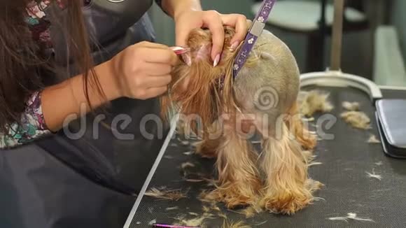 一个专业的美容师从约克郡的一只小猎犬的耳朵里拨头发视频的预览图