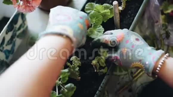 女孩园丁从事种植天竺葵花在长盆快关门视频的预览图