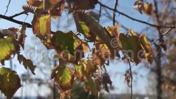 金色的树叶在森林中充满了柔和的聚焦和树叶背景视频的预览图