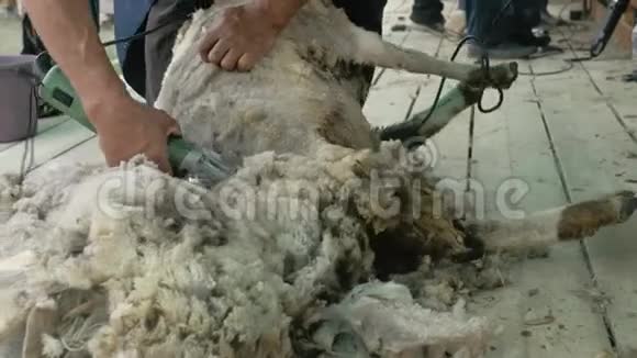贝加尔俄罗斯2019年6月14日布里亚特国家运动采煤机剪羊在农业表演比赛神圣视频的预览图